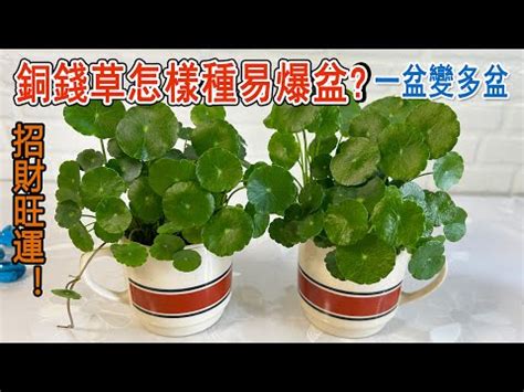 銅錢草 水耕|銅錢草怎麼種才漂亮？掌握這4個小技巧，新手也能種。